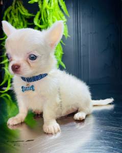 CHIHUAHUA MACHO PELO LONGO BRANCO