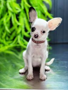 CHIHUAHUA FEMEA PELO CURTO PIRATA