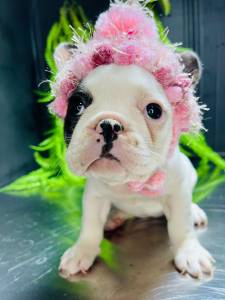 BULLDOG FRANCES FEMEA  PRETA COM BRANCO