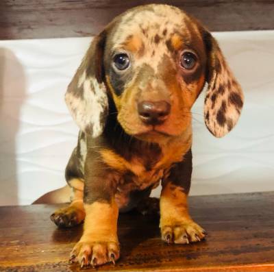 FILHOTES DE BASSET TECKEL MACHOS ALERQUIN E CHOCOLATES