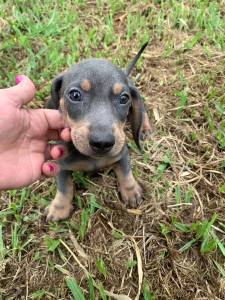 Filhotes de Dachshund lindos