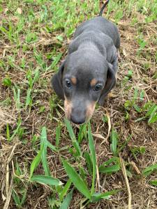 Filhotes de Dachshund lindos