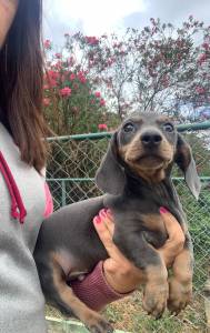 Filhotes de Dachshund lindos