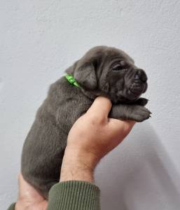 Cane Corso italiano