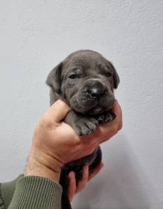 Cane Corso italiano