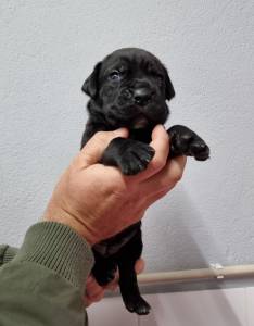 Cane Corso italiano