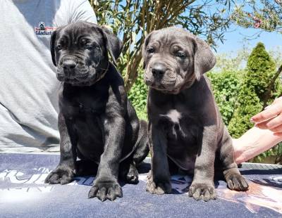 Cane Corso italiano