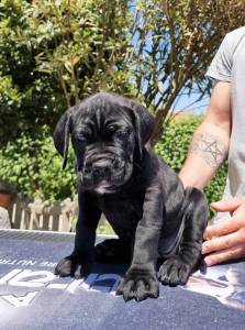 Cane Corso italiano