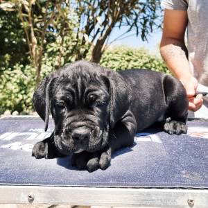 Cane Corso italiano