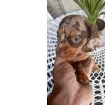 Dachshund FILHOTES DE BASSET TECKEL ALERQUIM So Paulo Granja Viana