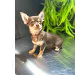Chihuahua Chihuahua fêmea micro