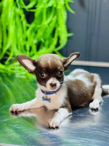 Chihuahua Macho Chihuahua Macho