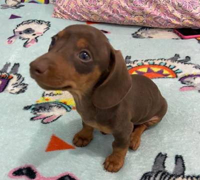 BASSET MINI TECKEL ALERQUIM CHCOLATE ENTREGO HOJE  CHAMA NO ZAP