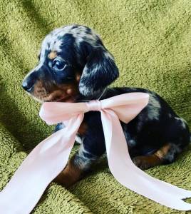 BASSET MINI TECKEL ALERQUIM CHCOLATE ENTREGO HOJE  CHAMA NO ZAP