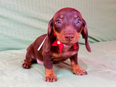 BASSET MINI TECKEL ALERQUIM CHCOLATE ENTREGO HOJE  CHAMA NO ZAP