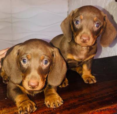 BASSET MINI TECKEL ALERQUIM CHCOLATE ENTREGO HOJE  CHAMA NO ZAP