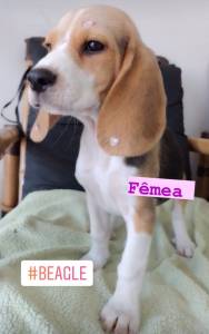 Filhotes de beagle machos e fmeas