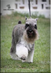 Schnauzer Miniatura