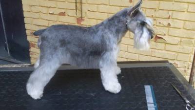 Schnauzer Miniatura