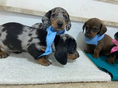 BASSET MINI TECKEL ALERQUIM CHCOLATE ENTREGO HOJE  CHAMA NO ZAP