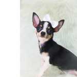 Chihuahua CHIHUAHUA FMEA PELO CURTO
