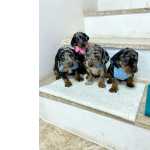 Dachshund FILHOTES DE BASSET TECKEL MACHOS E FMEAS DISPONVEIS So Paulo Cotia Granja Viana