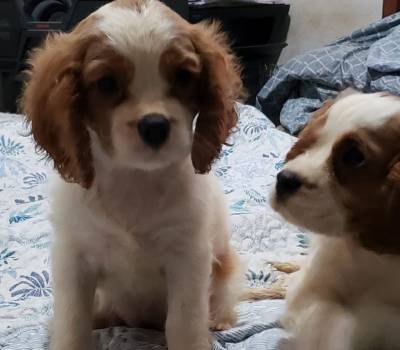 Cavalier King Charles Spaniel Fmea pedigree CBKC