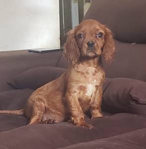 Cavalier King Charles Spaniel Fmea pedigree CBKC