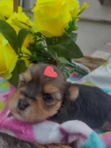 Linda Femea De Yorkshire Terrier