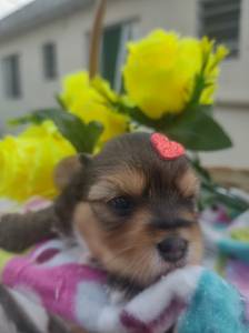 Linda Femea De Yorkshire Terrier