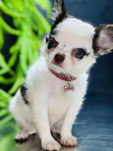 Chihuahua pelo longo chocolate