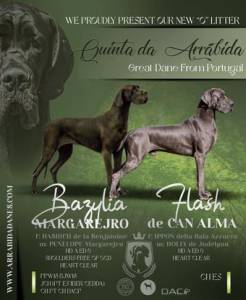 Dogue alemo preto