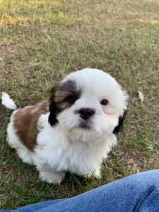 Filhotes de shihtzu