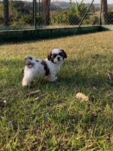 Filhotes de shihtzu