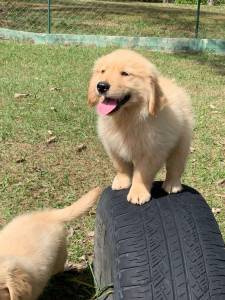 Filhotes de golden Retriever