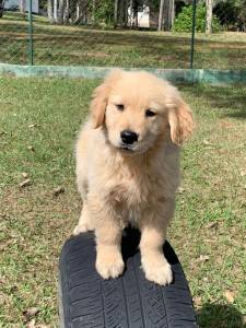 Filhotes de golden Retriever