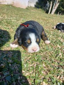 Filhotes de bernese mountain dog