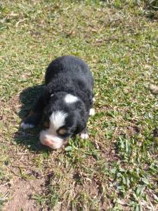 Filhotes de bernese mountain dog