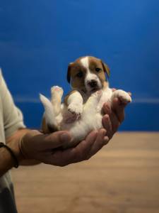 Jack Russell Terrier ninhada