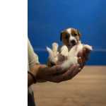 Jack Russel Terrier Jack Russell Terrier ninhada Santarém Santarém