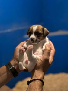 Jack Russell Terrier ninhada