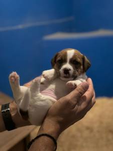 Jack Russell Terrier ninhada