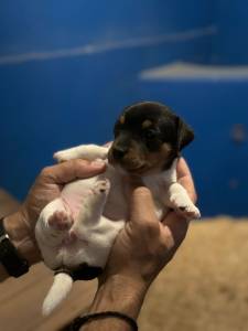 Jack Russell Terrier ninhada