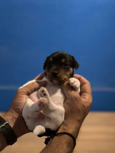 Jack Russell Terrier ninhada