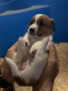 Jack Russell Terrier ninhada