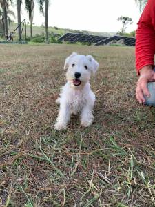 Filhotes de Schnauzer miniatura