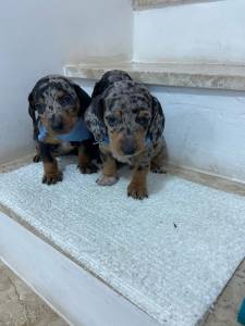 Basset mini teckel lindos presento chcolate e alerquim parc dez entrego hoje chama no zap