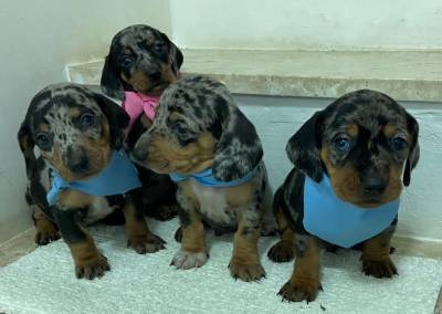 Basset mini teckel lindos presento chcolate e alerquim parc dez entrego hoje chama no zap