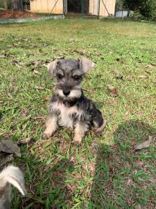 Filhotes de Schnauzer miniatura