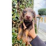 Dachshund FILHOTE DE BASSET TECKEL CHOCOLATE MACHO So Paulo Granja Viana